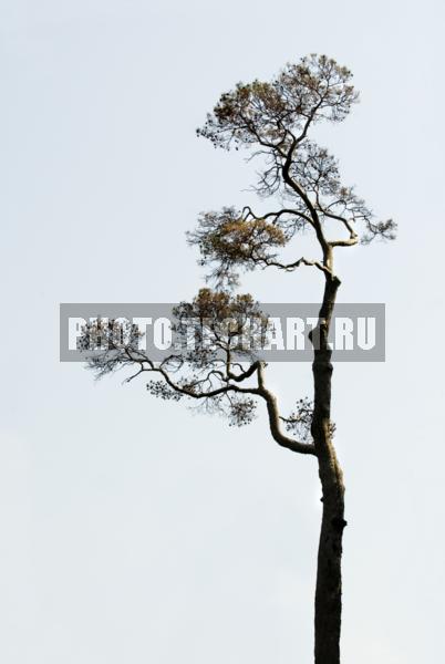 сосна / Растения / деревья