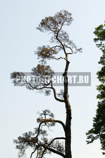 сосна / Растения / деревья
