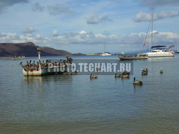 пеликаны в лодке / Животные / птицы