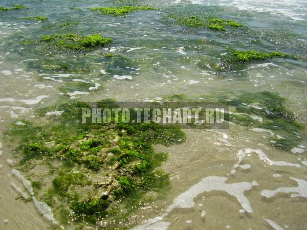 песок и водоросли / Природа / моря и океаны