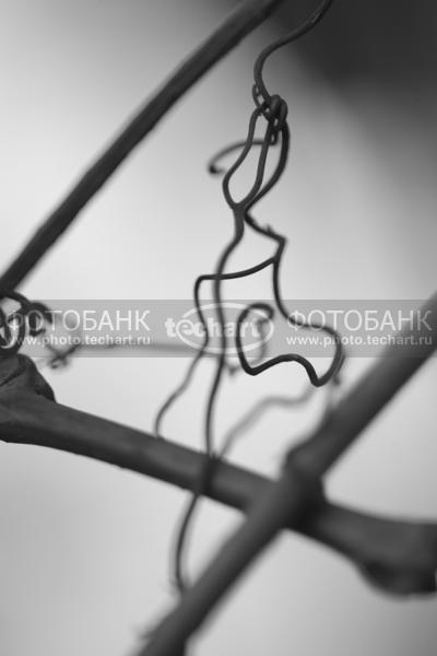 ветки / Фоны и фактуры / природные