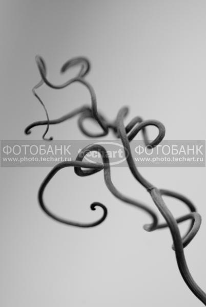 скрученная ветка / Растения / деревья