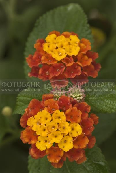 цветы / Растения / цветы
