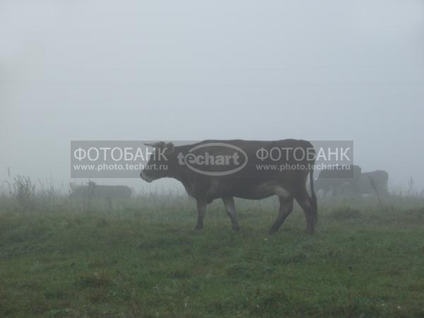 корова в тумане / Животные / домашние животные