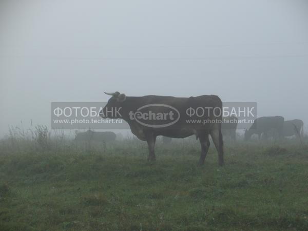 корова в тумане / Животные / домашние животные