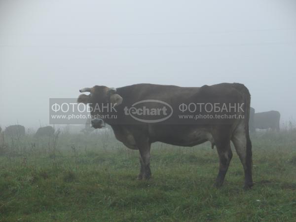 корова в тумане / Животные / домашние животные