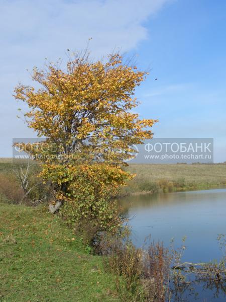 берег реки / Природа / реки и озера