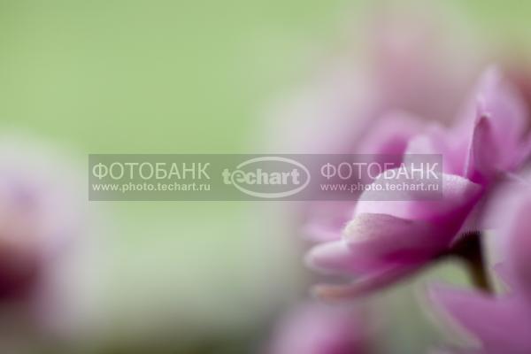 фиалка / Растения / цветы