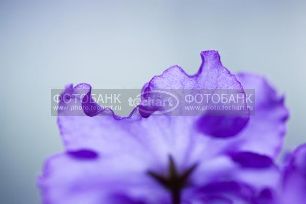 фиалка / Растения / цветы