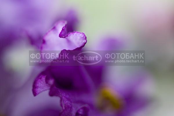 фиалка / Растения / цветы