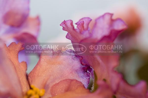 фиалка / Растения / цветы