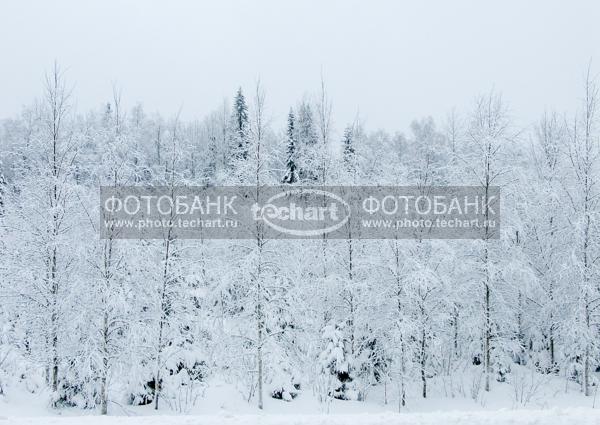 деревья в зимнем лесу / Природа / леса и поля