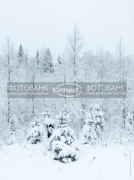 елочки в зимнем лесу / Природа / леса и поля