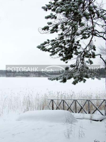 сосна у замерзшего озера / Природа / зимний пейзаж