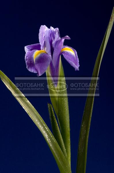 Цветок ириса фиолетовый с желтой сердцевиной / Растения / цветы