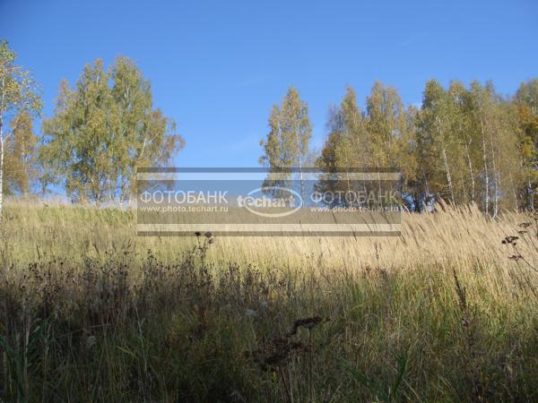 осеннее поле / Природа / осенний пейзаж