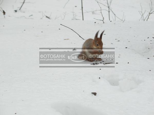 белка на снегу / Животные / дикие животные