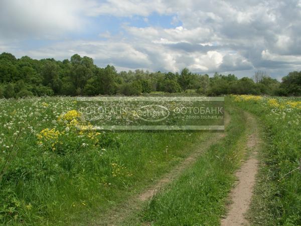 дорога в поле / Природа / леса и поля
