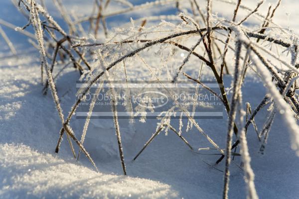 ветки в кристаллах инея на фоне снега / Природа / зимний пейзаж