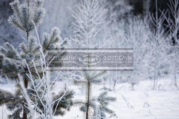 ветки ели вкристаллах инея / Растения / деревья