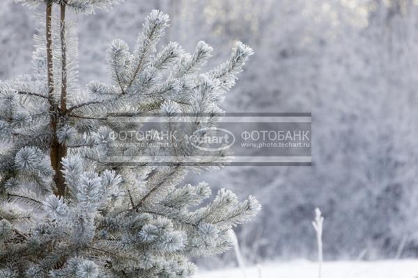 ветки ели  в кристаллах инея на фоне белых  деревьев / Растения / деревья