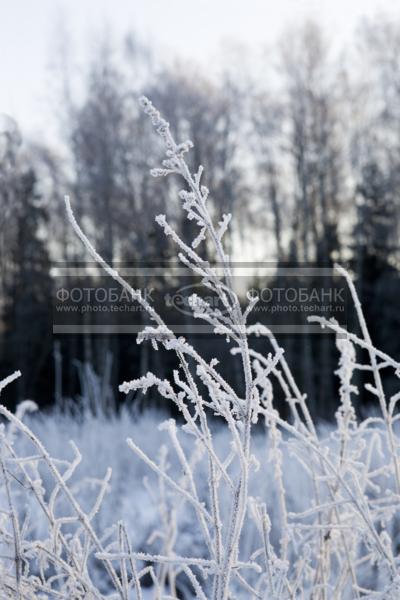 трава  в кристаллах инея на фоне деревьев / Природа / зимний пейзаж