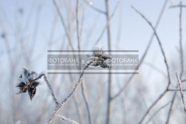 кристаллы инея на сухом цветке и ветках / Растения / деревья