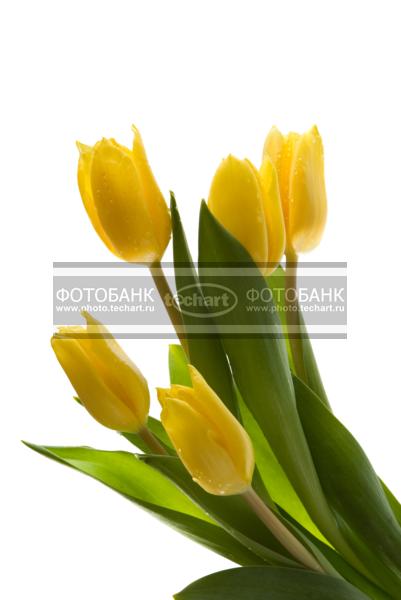 Тюльпаны. Подарок на 8 марта / Растения / цветы