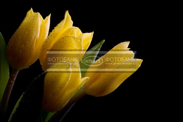 Тюльпаны. Подарок на 8 марта / Растения / цветы