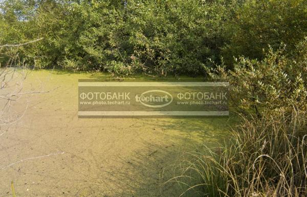 заросший  пруд / Природа / весенний пейзаж