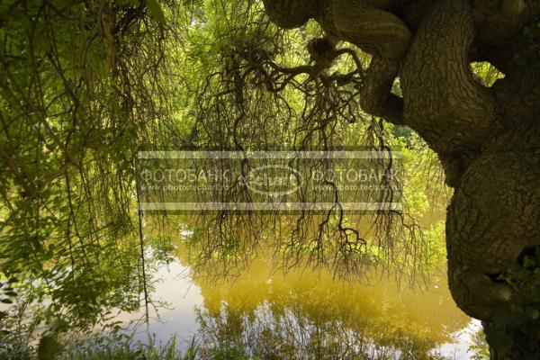 Дерево над прудом в  Парке Багатель. Park de Bagatelle / Город, архитектура / сады и парки