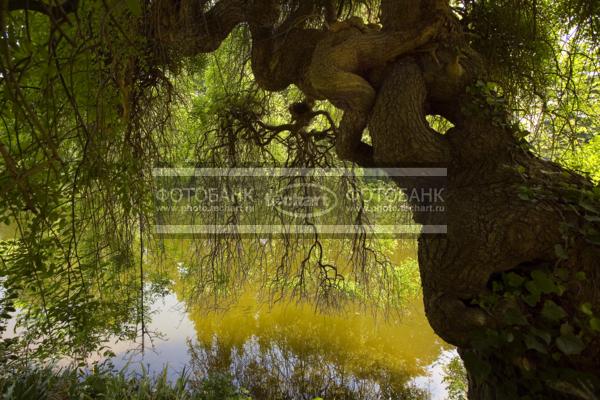 Дерево над прудом в  Парке Багатель. Park de Bagatelle / Город, архитектура / сады и парки