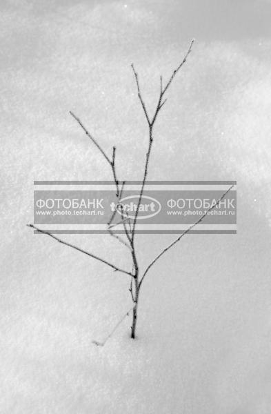 Ветка в инее / Растения / деревья