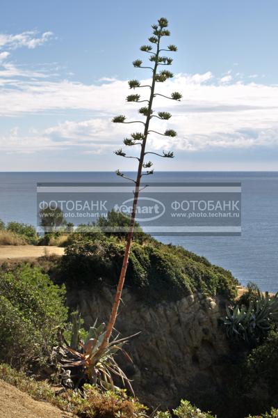 Испания. Агава американская с цветоносом / Растения / прочее