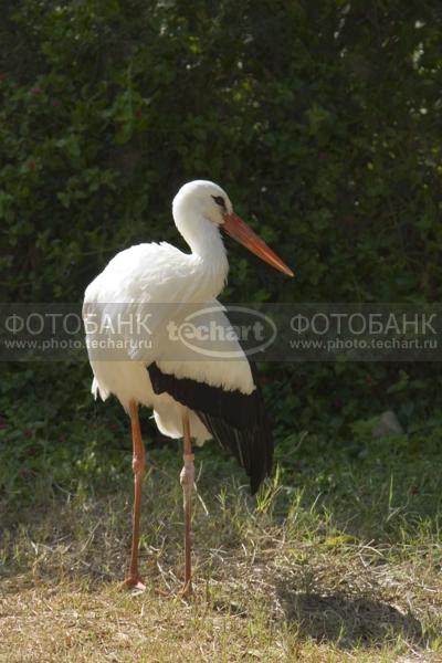 Аист / Животные / дикие животные