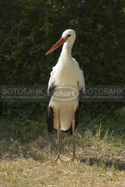 Аист / Животные / дикие животные