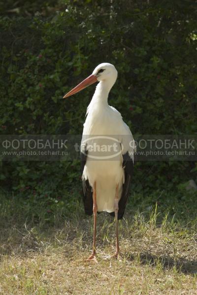 Аист / Животные / дикие животные