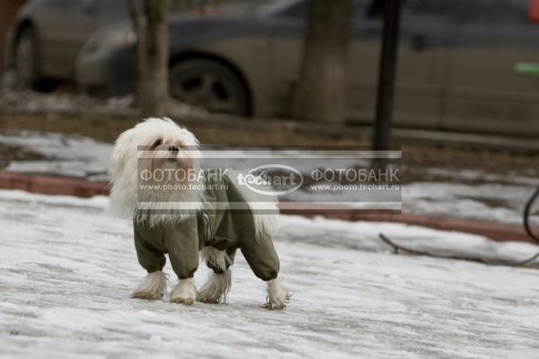 Собака в комбинезоне. Мальтезе / Животные / домашние животные