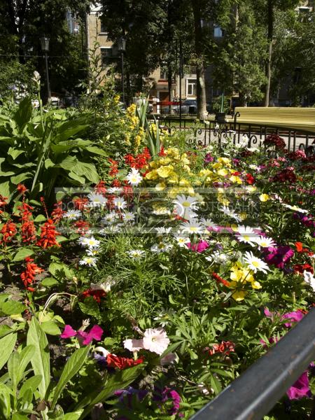 Цветы во дворе. Московский двор / Город, архитектура / городской пейзаж