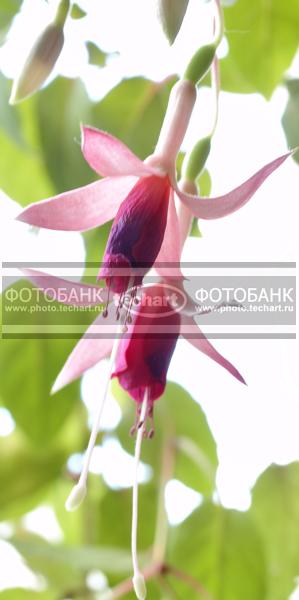 Домашние цветы. Фуксия. / Растения / цветы