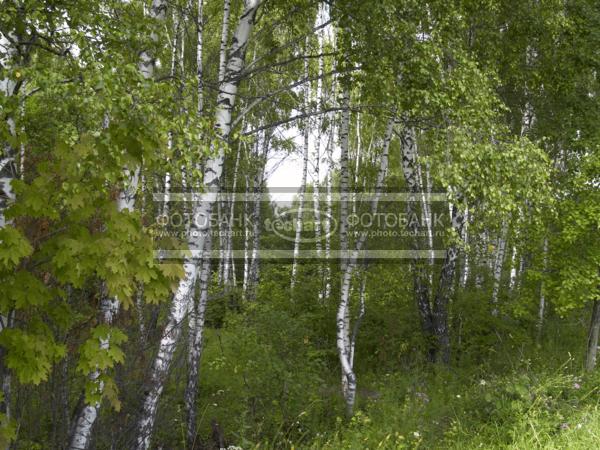 Русские березы / Растения / деревья