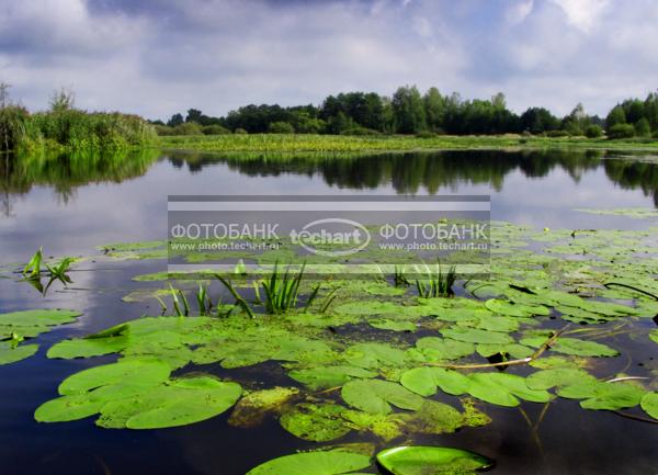 Русская природа. Кувшинки у берега реки / Природа / реки и озера