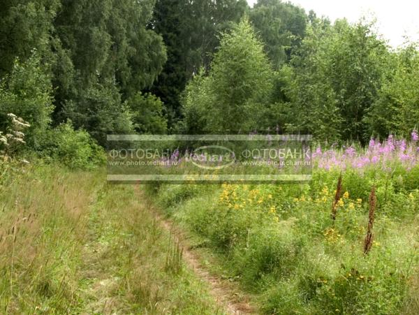 Русская природа / Природа / леса и поля