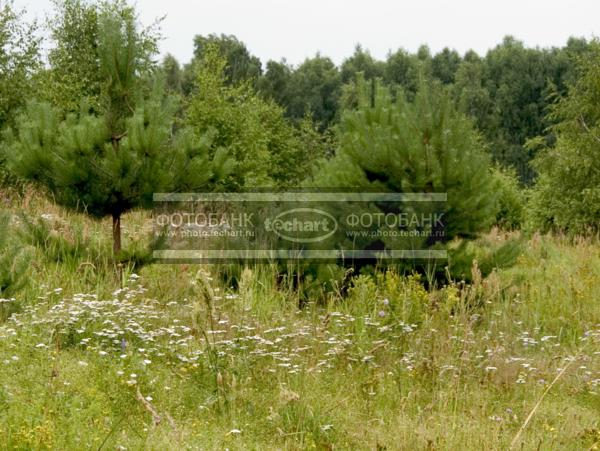 Русская природа / Растения / деревья