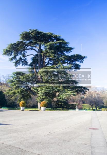 Европа. Ливанский кедр в Parc des Eaux-Vives / Город, архитектура / сады и парки