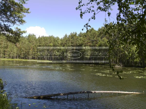 Русская природа. Лес на берегу реки / Природа / реки и озера