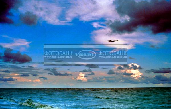 Чайка над водой / Природа / реки и озера