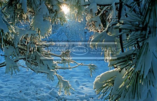 Заснеженные деревья / Природа / зимний пейзаж