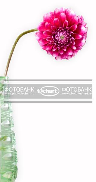 Пион в вазе на белом фоне / Растения / цветы