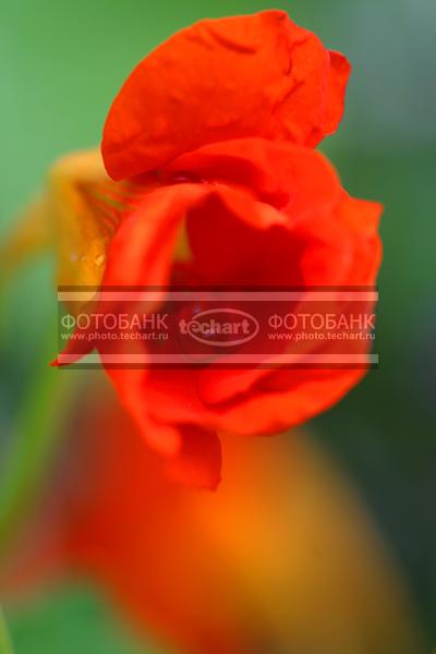 Цветок красный / Растения / цветы